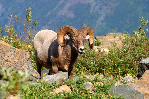 Bighorn owiec (Ovis canadensis) - Montana — Zdjęcie stockowe