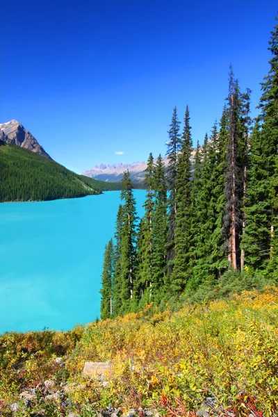 Peyto jezera v Kanadě — Stock fotografie
