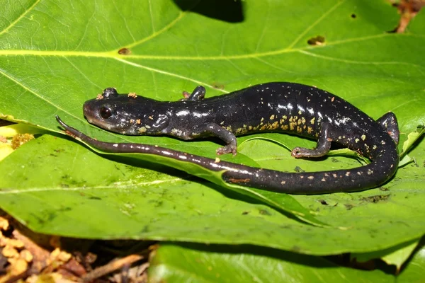 Salamandre visqueuse (Plethodon glutinosus ) — Photo