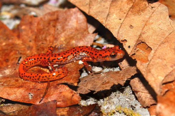 Cave Salamander (Eurycea lucifuga) — Stock Photo, Image