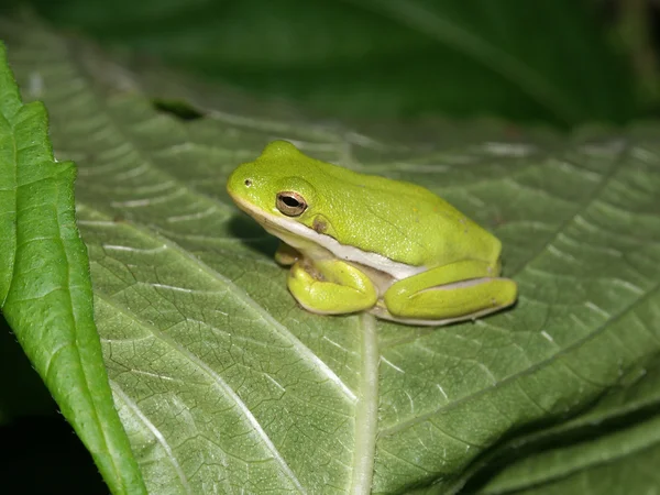 Зелений Treefrog (Hyla стегеа) — стокове фото