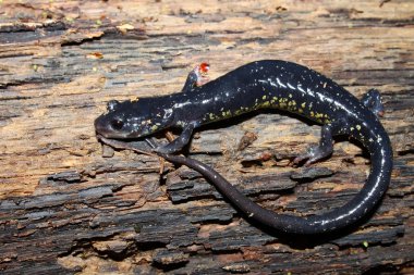 Sümüklü semender (Plethodon glutinosus)