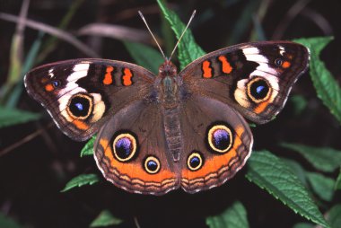 Buckeye Butterfly (Junonia coenia) clipart