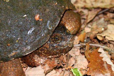 Yapışma kaplumbağa (Chelydra serpentina)