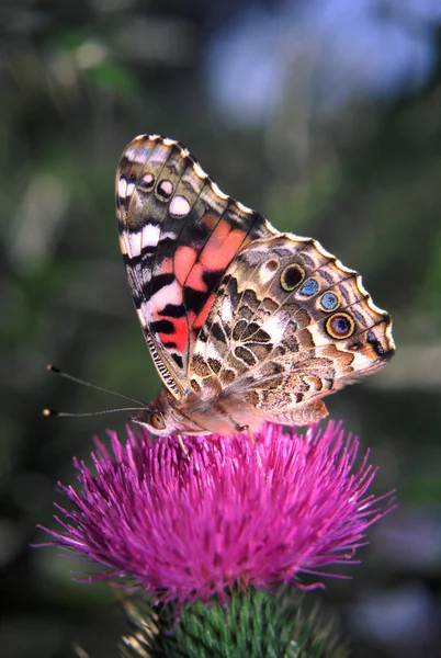 Painted Lady Butterfly (Vanessa virginiensis) — Stockfoto