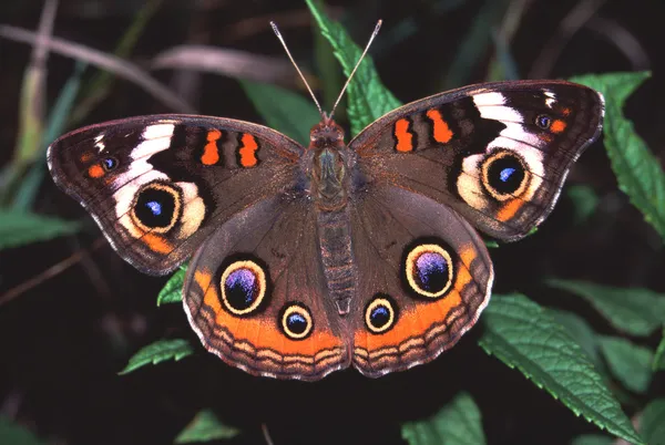 Jírovec motýla (Junonia coenia) — Stock fotografie