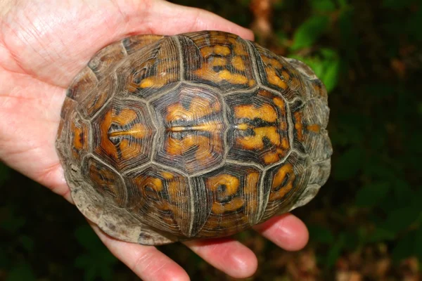箱龟 (Terrapene 卡罗莱纳州) 甲壳 — 图库照片