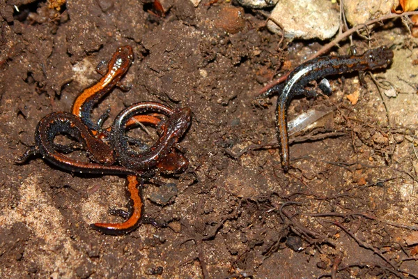 Salamandre a zig zag (Plethodon ventralis ) — Foto Stock