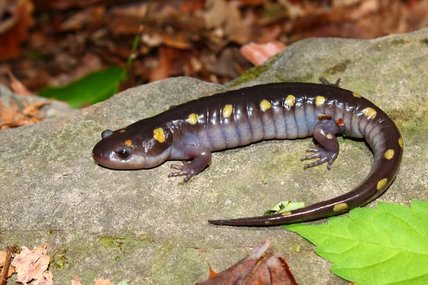 Salamandra manchada (Ambystoma maculatum ) — Foto de Stock