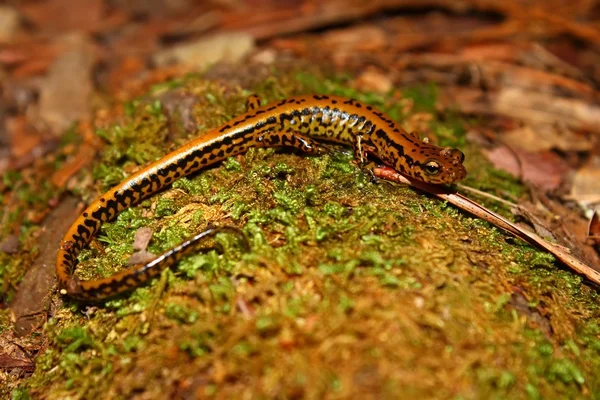 Salamander med lang hale (Eurycea longicauda ) - Stock-foto