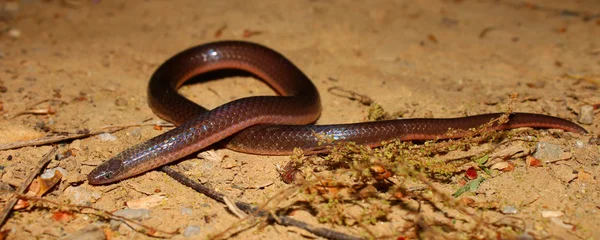 Cobra-minhoca oriental (Carphophis amoenus ) — Fotografia de Stock