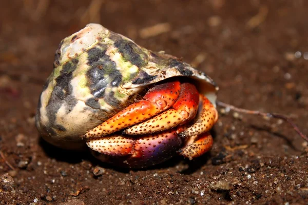 Hermit Crab on St Kitts — Stock Photo, Image