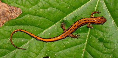 Long-tailed Salamander (Eurycea longicauda) clipart
