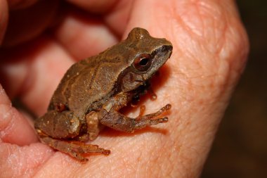 Bahar Peeper (Pseudacris crucifer)