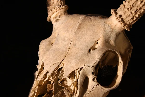 Cráneo de ciervo — Foto de Stock