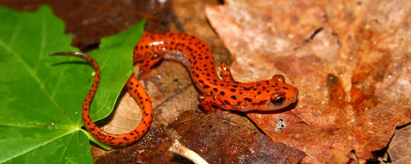 Salamandra das cavernas (Eurycea lucifuga ) — Fotografia de Stock
