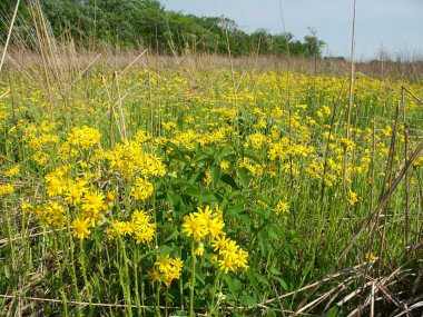 Wildflowers in a Illinois prairie clipart