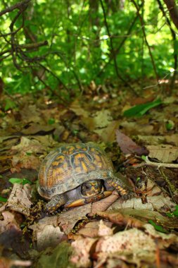 Kutusu kaplumbağa (Terrapene carolina)