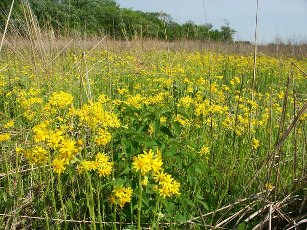 stock image Wildflowers in a Illinois prairie