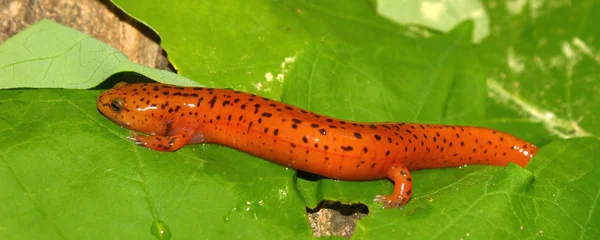 Red Salamander (Pseudotriton ruber) — Stock fotografie