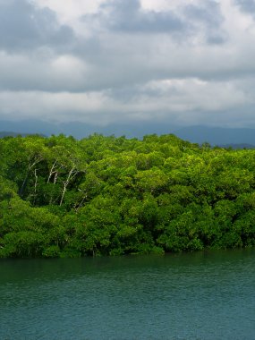 Limanda mangroves douglas, queensland