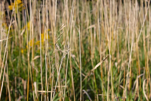 Prairie vegetation bakgrund — Stockfoto
