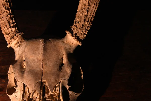 Strašidelný jelen lebka — Stock fotografie
