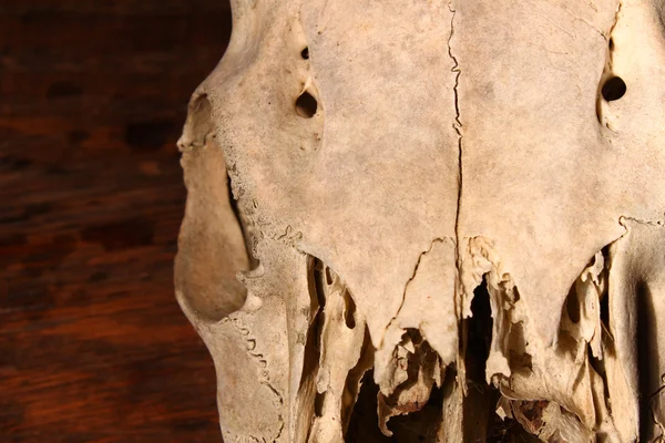 Crâne de cerf effrayant — Photo