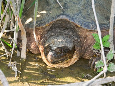 Yapışma kaplumbağa (Chelydra serpentina)