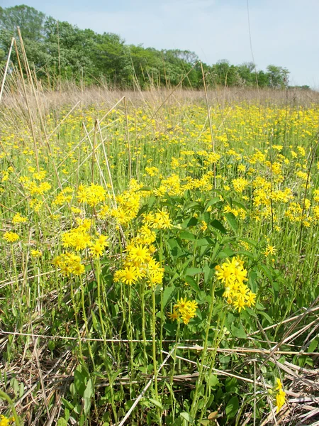 Fleurs sauvages dans une prairie de l'Illinois — Photo
