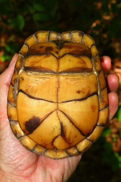 箱龟 (Terrapene 卡罗莱纳州) — 图库照片