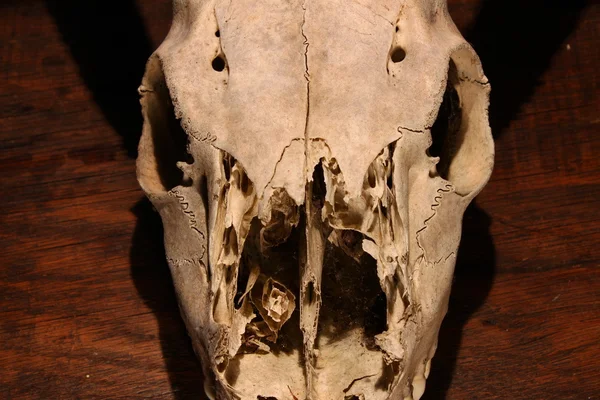 Жуткий оленей череп — стоковое фото