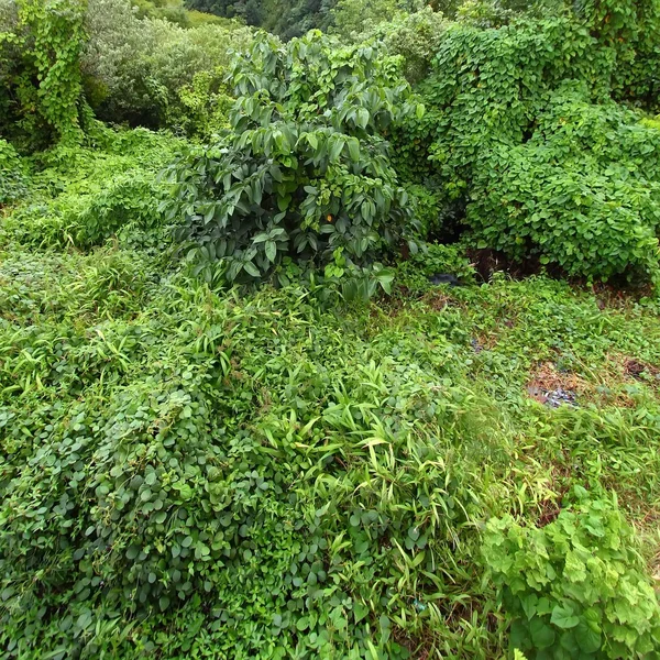 Hintergrund tropischer Vegetation — Stockfoto