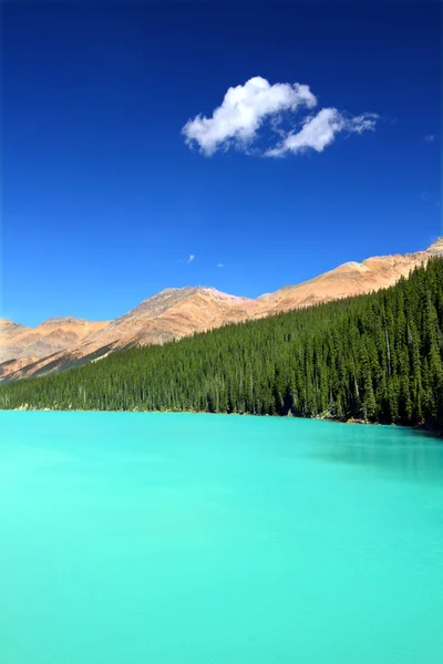 Lago Peyto em Banff Park — Fotografia de Stock