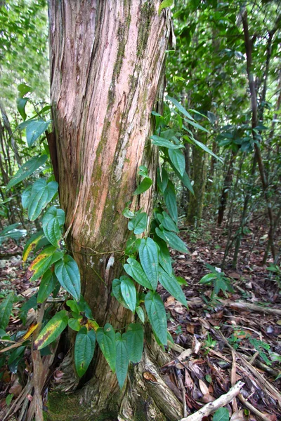 Guajataca Floresta de Porto Rico — Fotografia de Stock