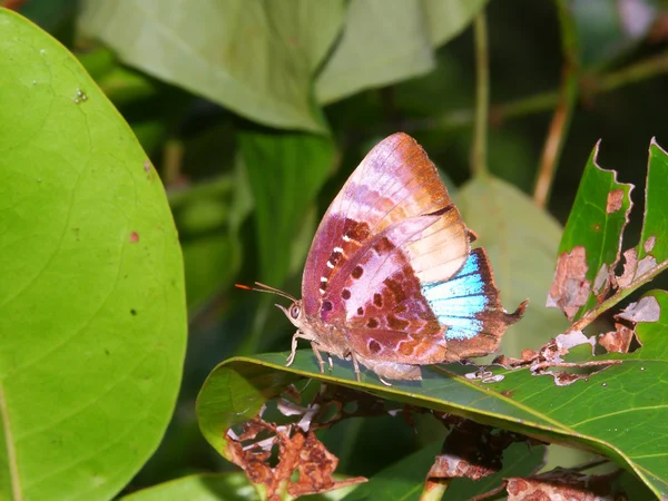Butterfly Rainforest v queensland — Stock fotografie