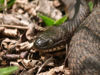 Kuzey Watersnake (Nerodia sipedon)