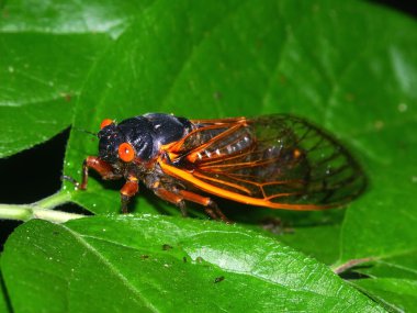 Periodical Cicada (Magicicada septendecim) clipart