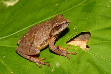 Bahar Peeper (Pseudacris crucifer)