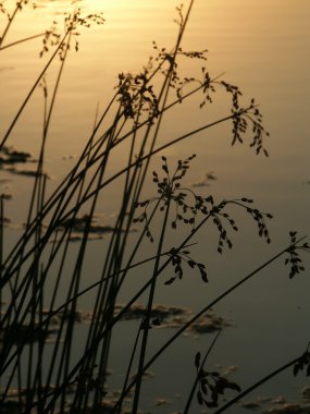 Bauman Park Lake - Illinois