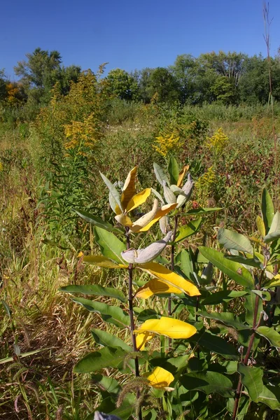 Pecatonica våtmarker - illinois — Stockfoto