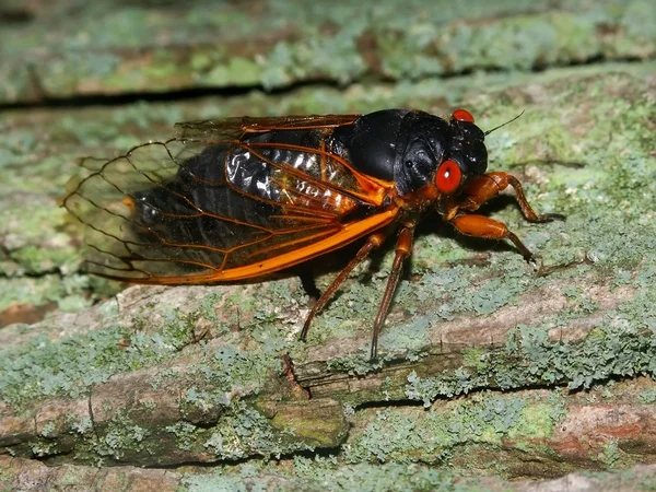 Periodisk Cicada (Magicicada septendecim ) – stockfoto
