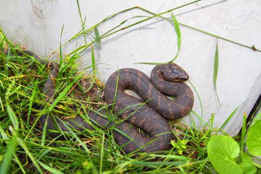 Illinois Kuzey watersnake