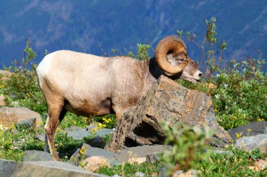 Bighorn koyun (Ovis canadensis) - Montana