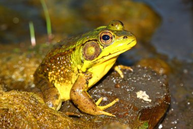 Green Frog (Rana clamitans) clipart