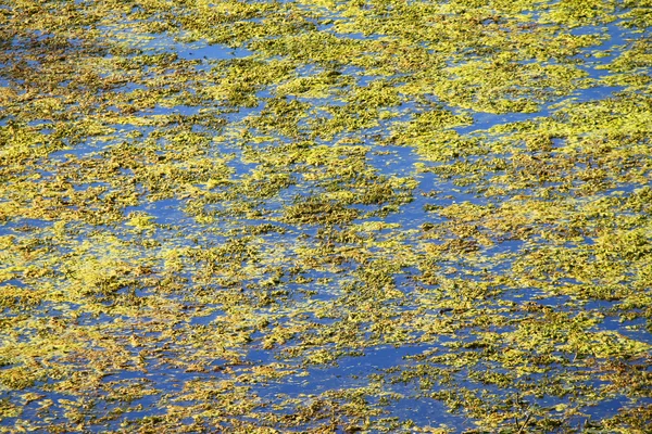 Водно-болотних угідь рослинності фону — стокове фото