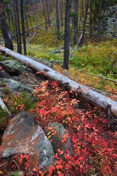 Lewis and Clark Forest of Montana — Stock Photo, Image