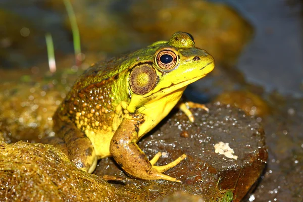 Green Frog (Rana clamitans) — Stock Photo, Image