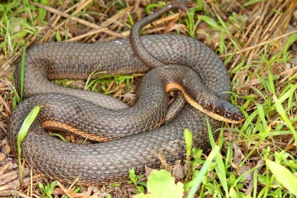 Queen Snake (Regina septemvittata) — Stock Photo, Image