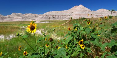 Badlands National Park Wildflowers clipart